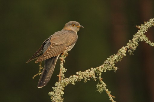 Cuckoo by Spotlight Images