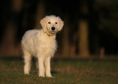 dogs IMG_0343