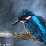 Kingfisher 2 by Spotlight Images