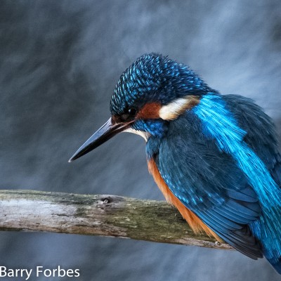 Kingfisher 2 by Spotlight Images