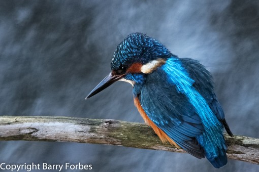 Kingfisher 2 by Spotlight Images