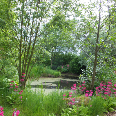 Lindores Pond by Spotlight Images