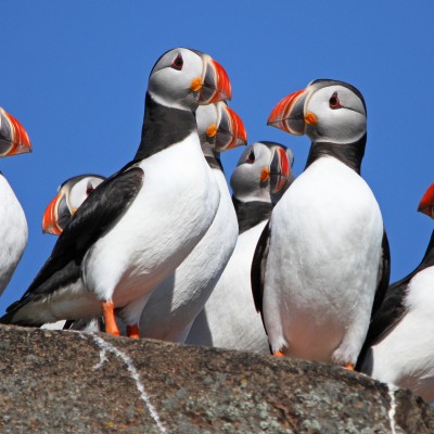 Puffins by Spotlight Images