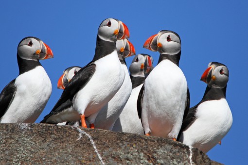 Puffins by Spotlight Images