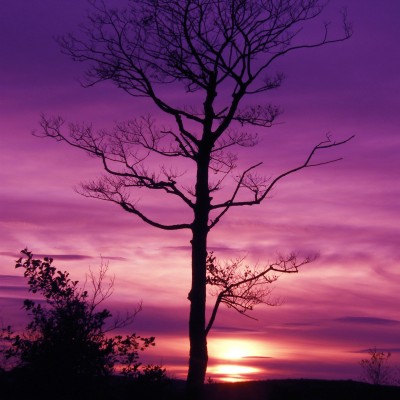 Purple Tree by Spotlight Images