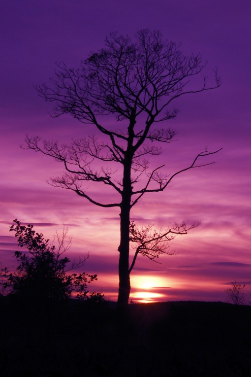 Purple Tree by Spotlight Images