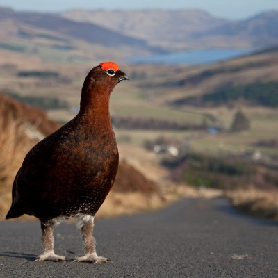 red grouse by Spotlight Images