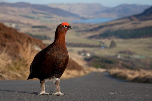 red grouse by Spotlight Images