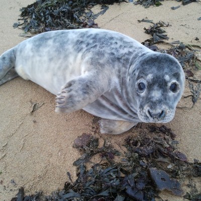 Baby Seal by Spotlight Images