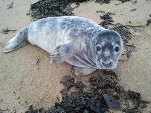 Baby Seal by Spotlight Images