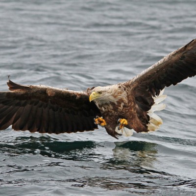 sea eagle by Spotlight Images