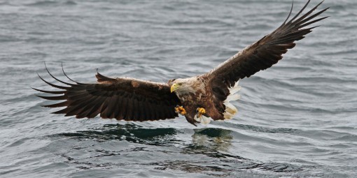 sea eagle by Spotlight Images