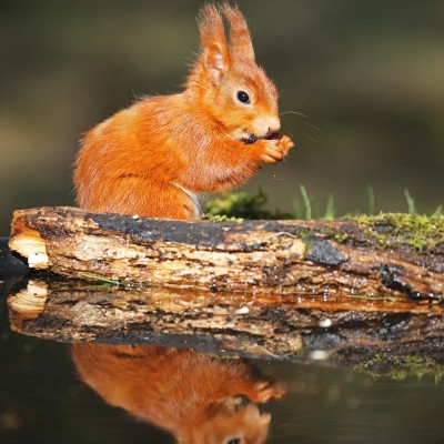 Red Squirrels