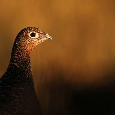 Grouse