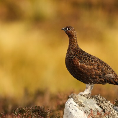 The Famous Grouse