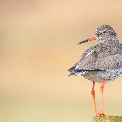 Redshank