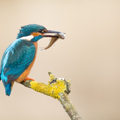 Kingfisher