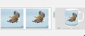 sea eagle1
